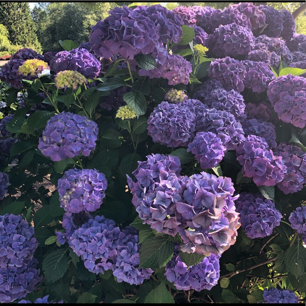 Meet your Posher, Jolene